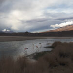 Bolivian Flamingoes