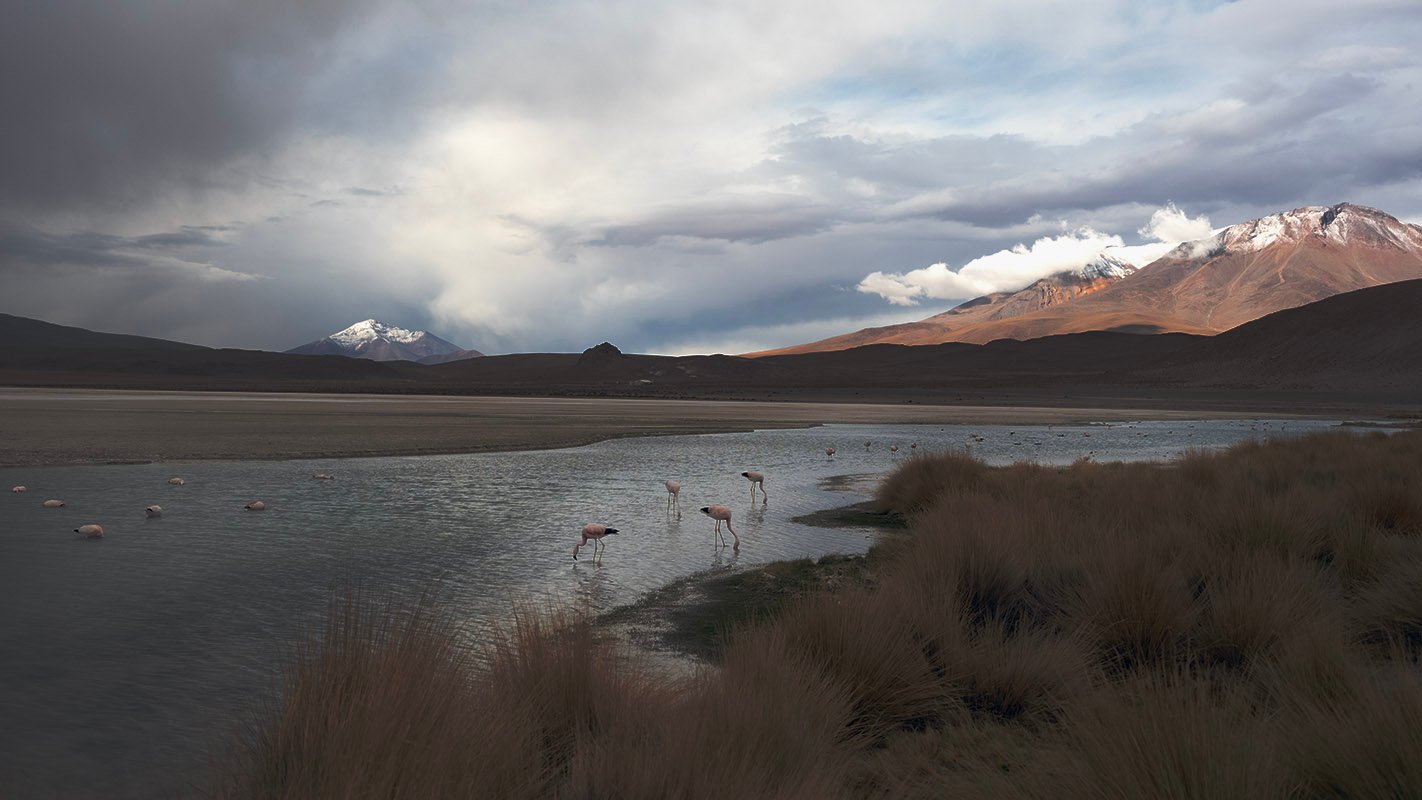 Bolivian Flamingoes